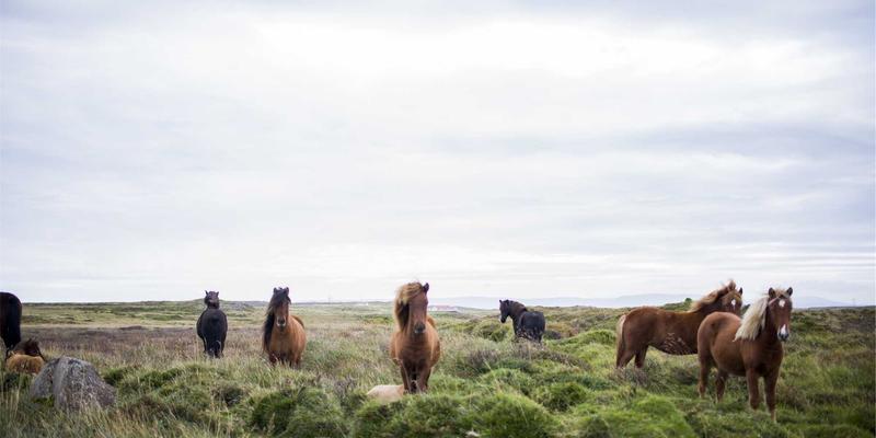 当蒸汽波美学遇见开源网络：SD-WAN如何重塑企业多云战略