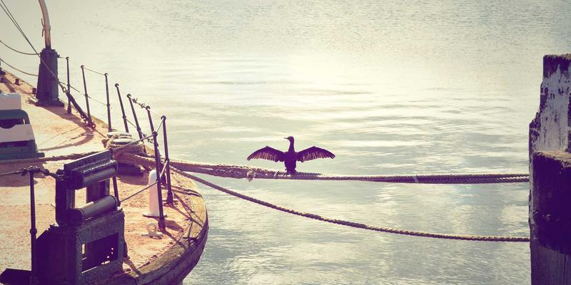 当蒸汽波美学遇见网络技术：用P4可编程数据平面打造数字分享新协议