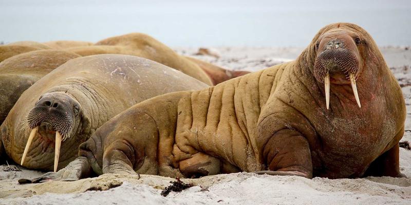 网络编码技术：用数学之美重塑后端网络与内容分发效率