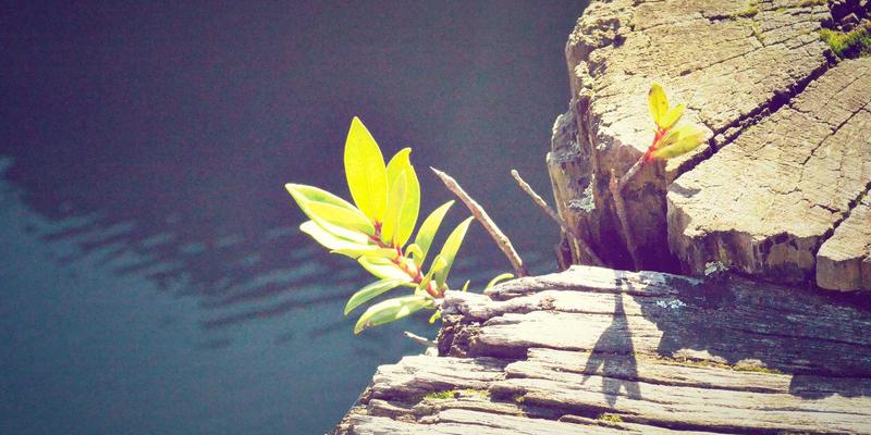 蒸汽波美学下的数字分享：服务网格如何重构微服务通信的开发教程